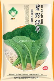 碧野綠翠四季小白菜 北京九方盛遠(yuǎn)種子的優(yōu)質(zhì)之選